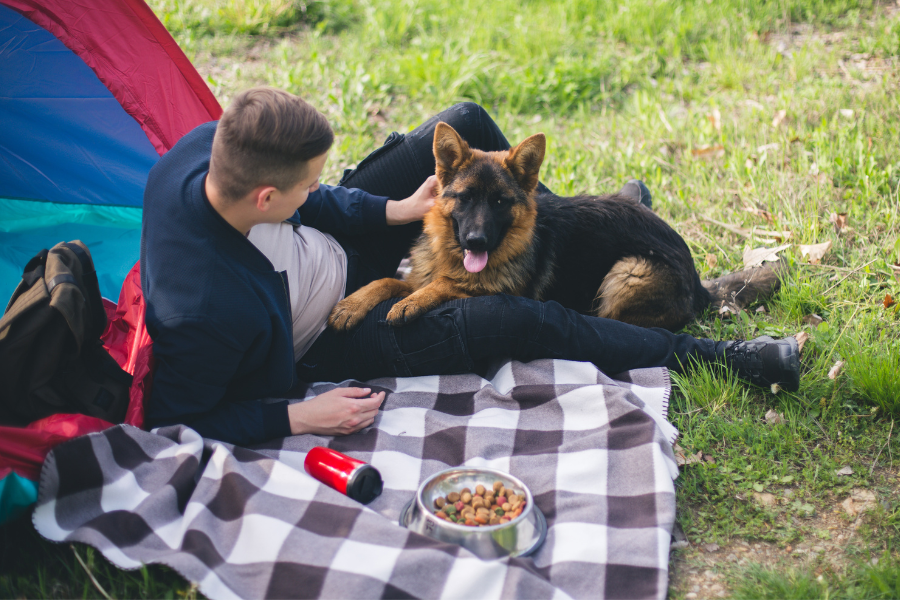 german shepherd dog on blanket with food