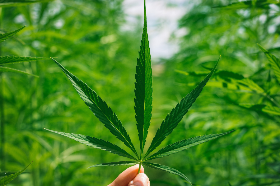 hemp leaf
