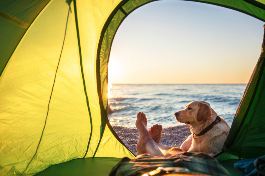 lab in tent on beach