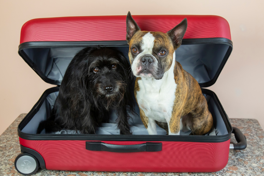 Pets in a red suitcase