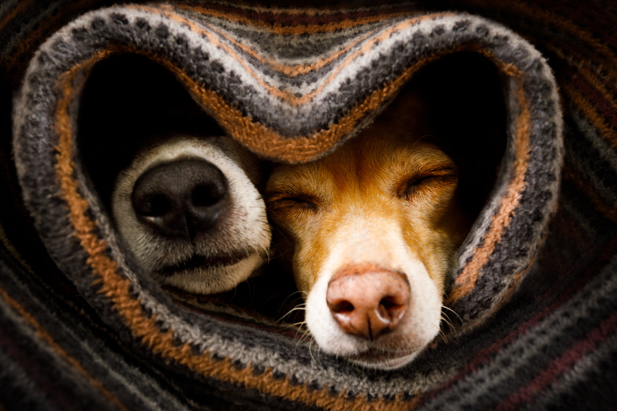 dogs under blanket in heart shape