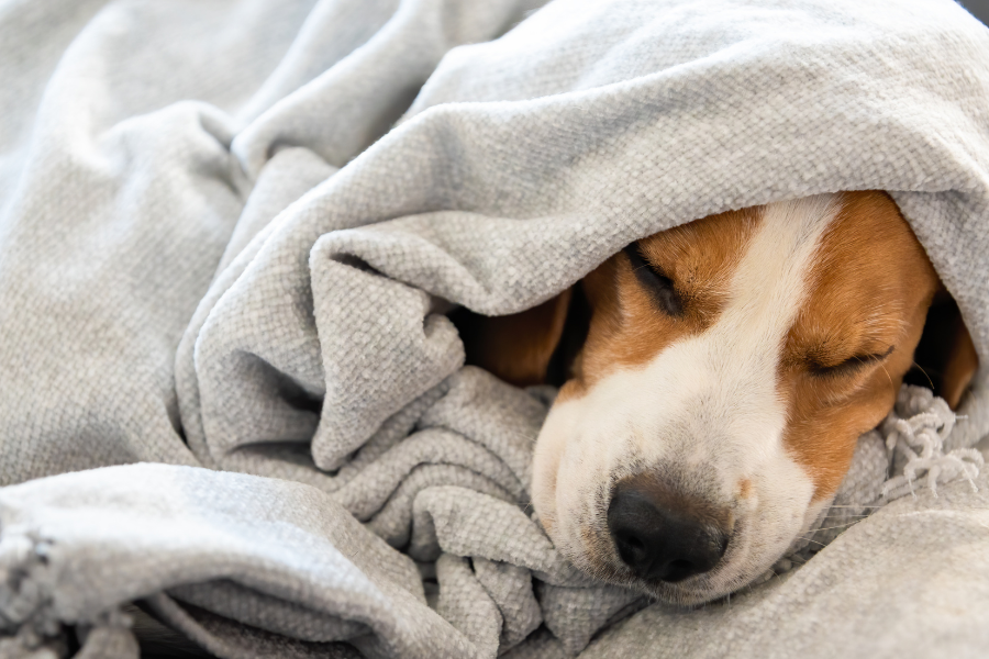 dog under a blanket