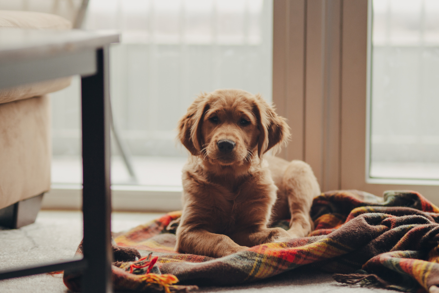 plaid pet blanket