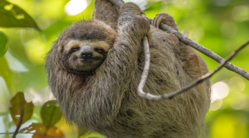 sloth in costa rica