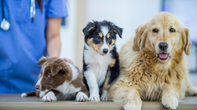 3 dogs at vet