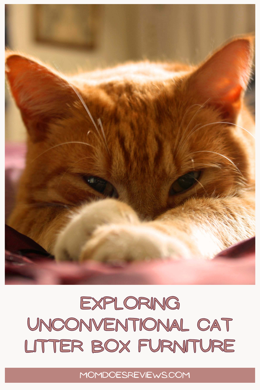 Exploring Unconventional Cat Litter Box Furniture