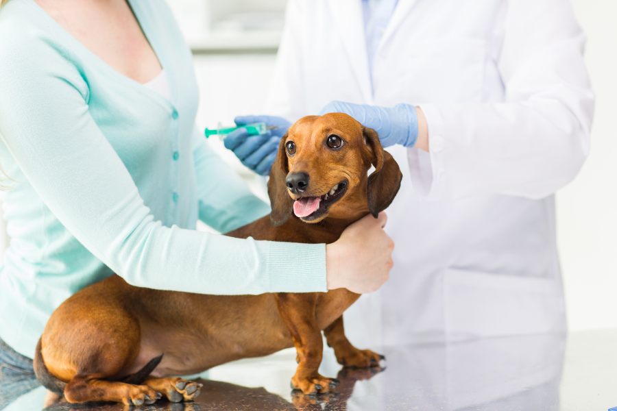 dog at vet
