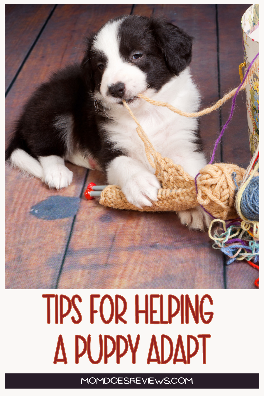 Tips for Helping a Puppy Adapt