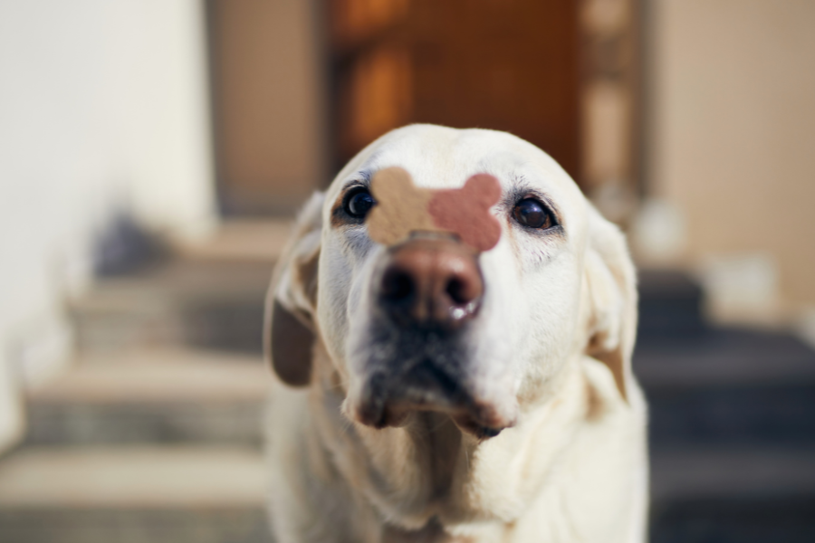 dog with treat on nose
