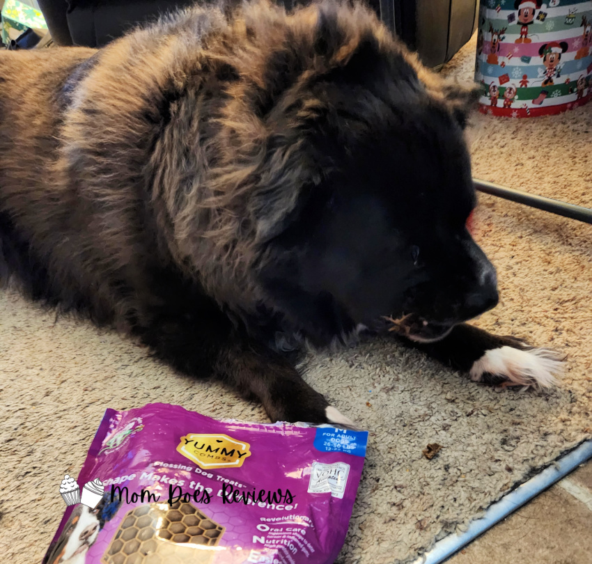Why Yummy Combs are the Perfect Dental Treat for Your Furry Family Member
