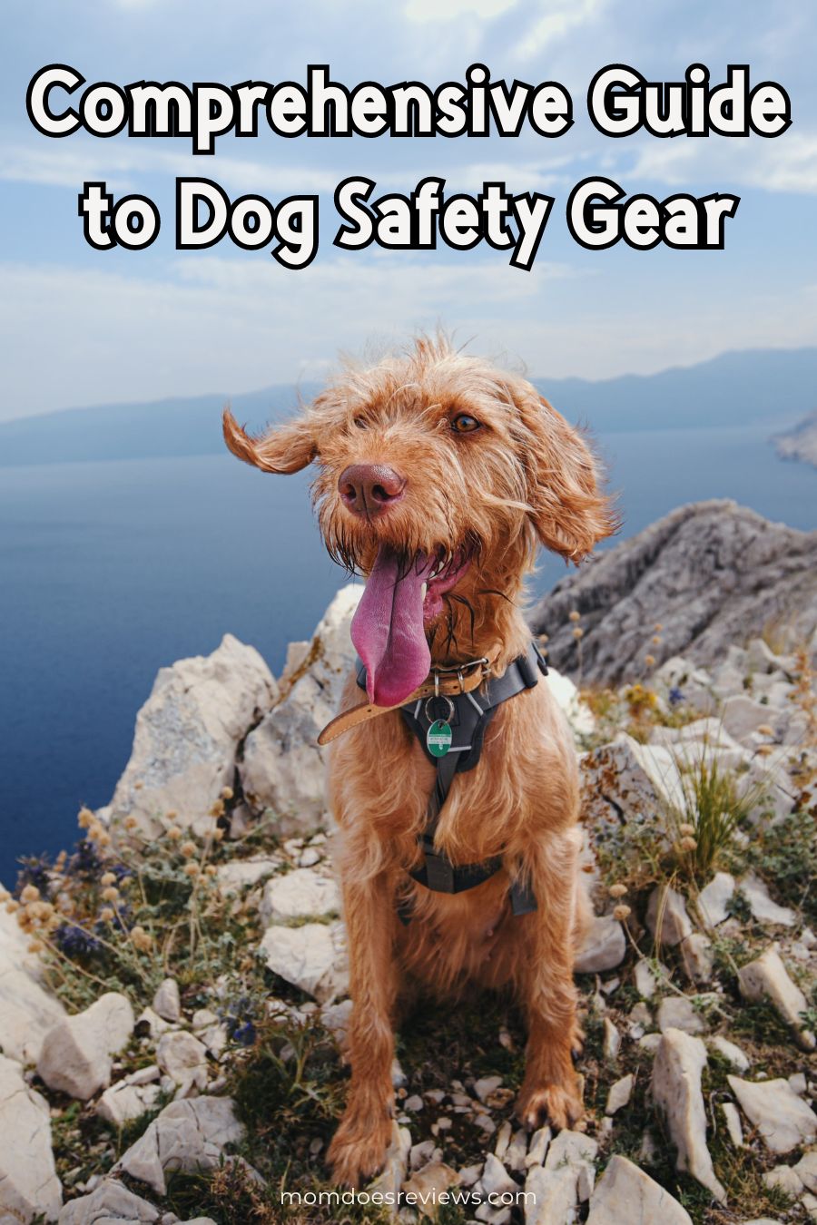 Comprehensive Guide to Dog Safety Gear