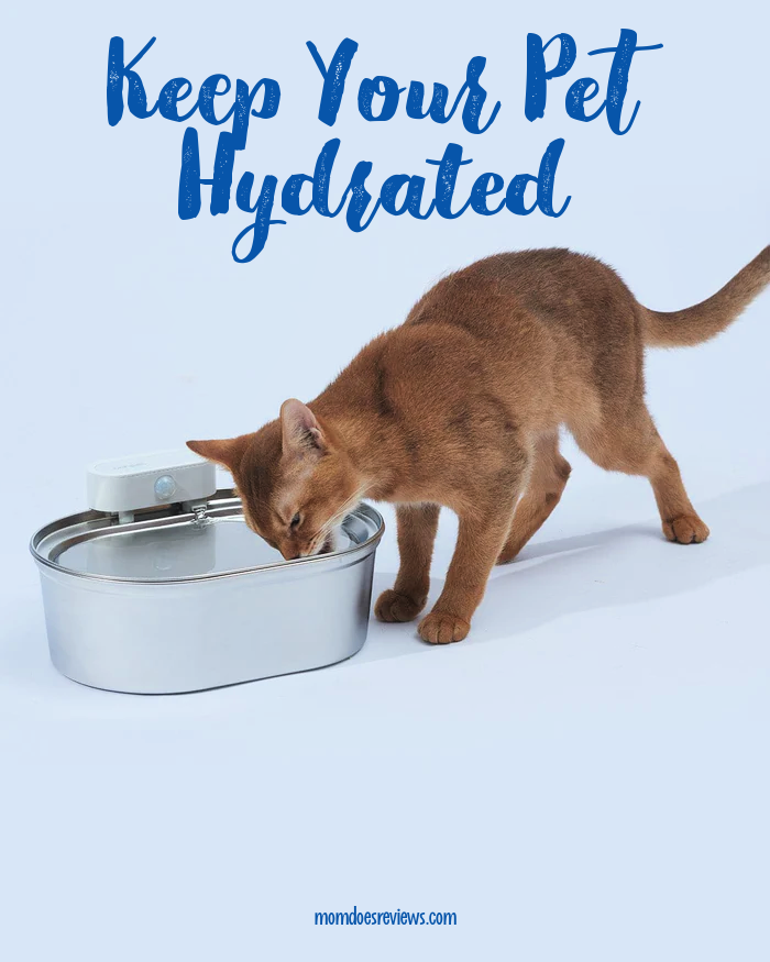 Ensuring Your Pet Cat's Well-Being: Battery-Operated Pet Water Fountains