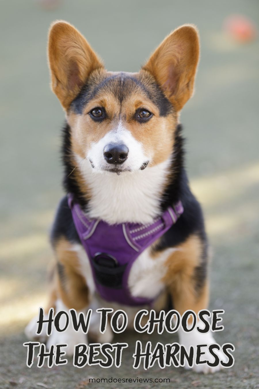 Choosing the Right Harness for Your Dog's Health and Comfort