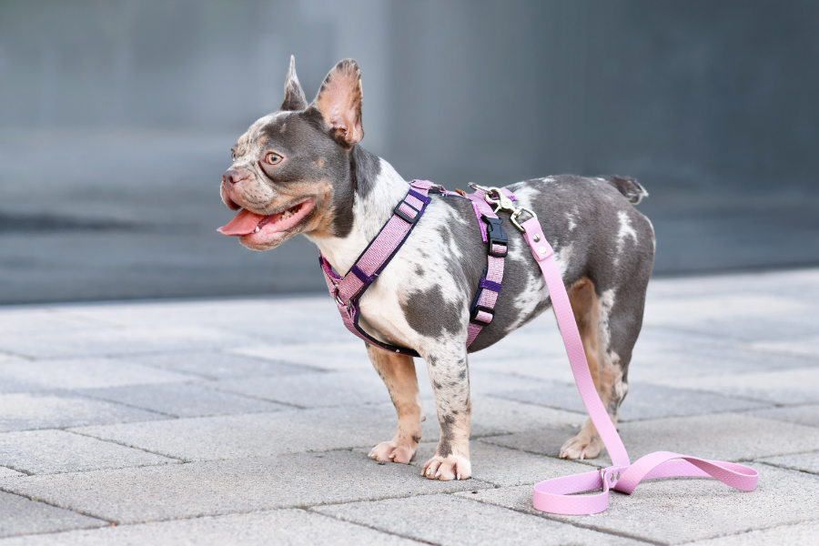 dog in harness