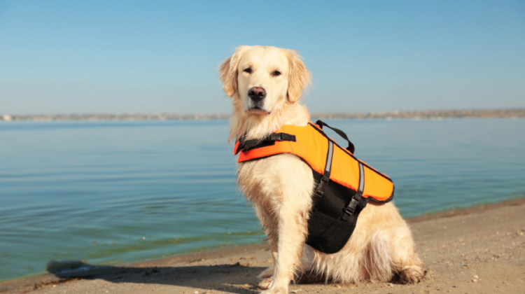 dog in life jacket