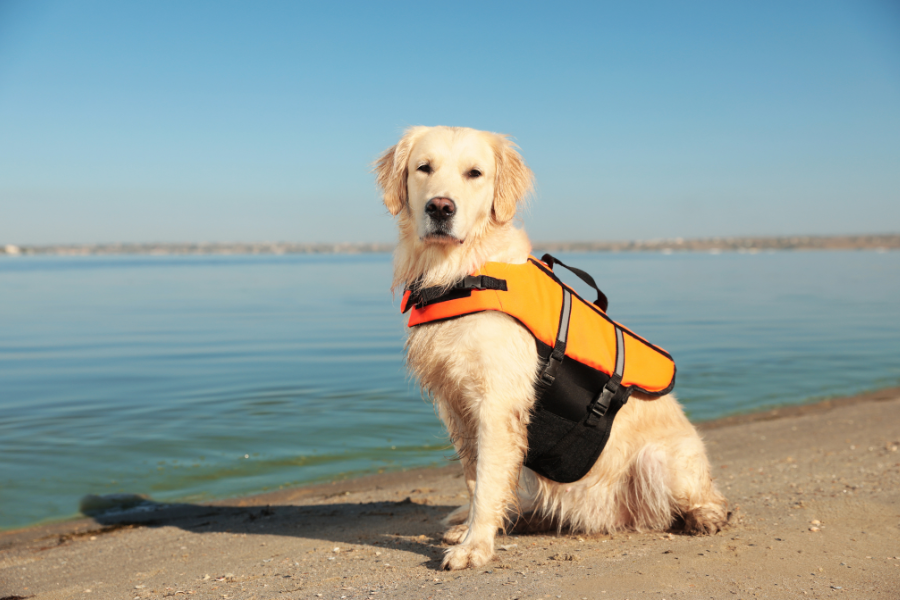 dog in life jacket