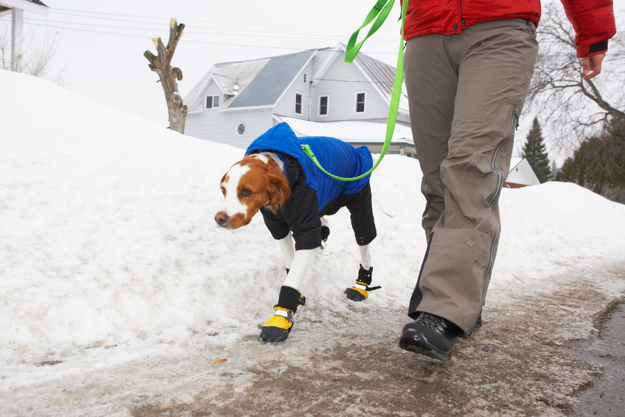 dog in snow booties