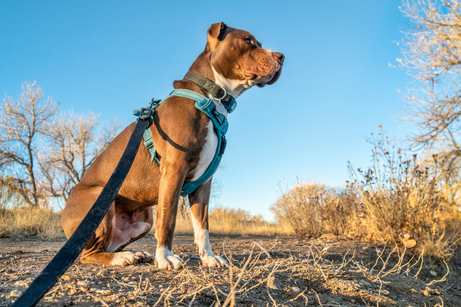 dog harness