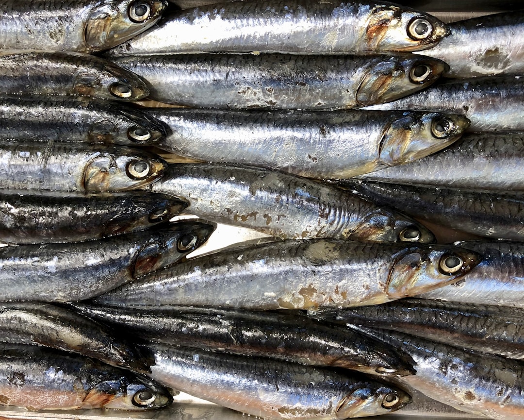 fish salmon oil