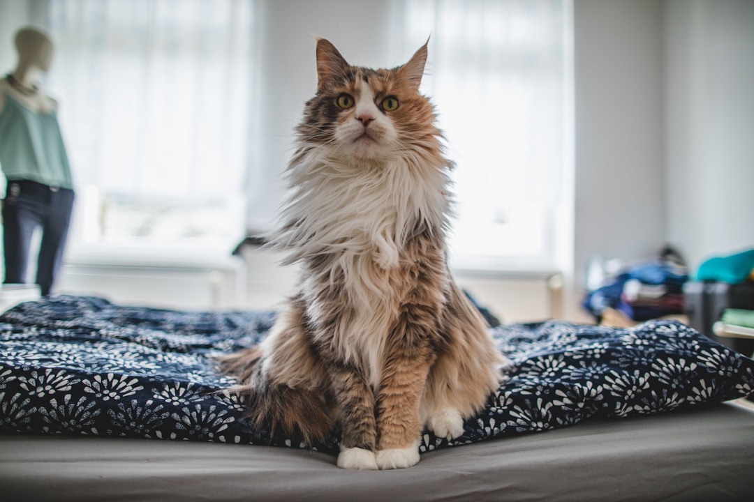 fluffy cat
