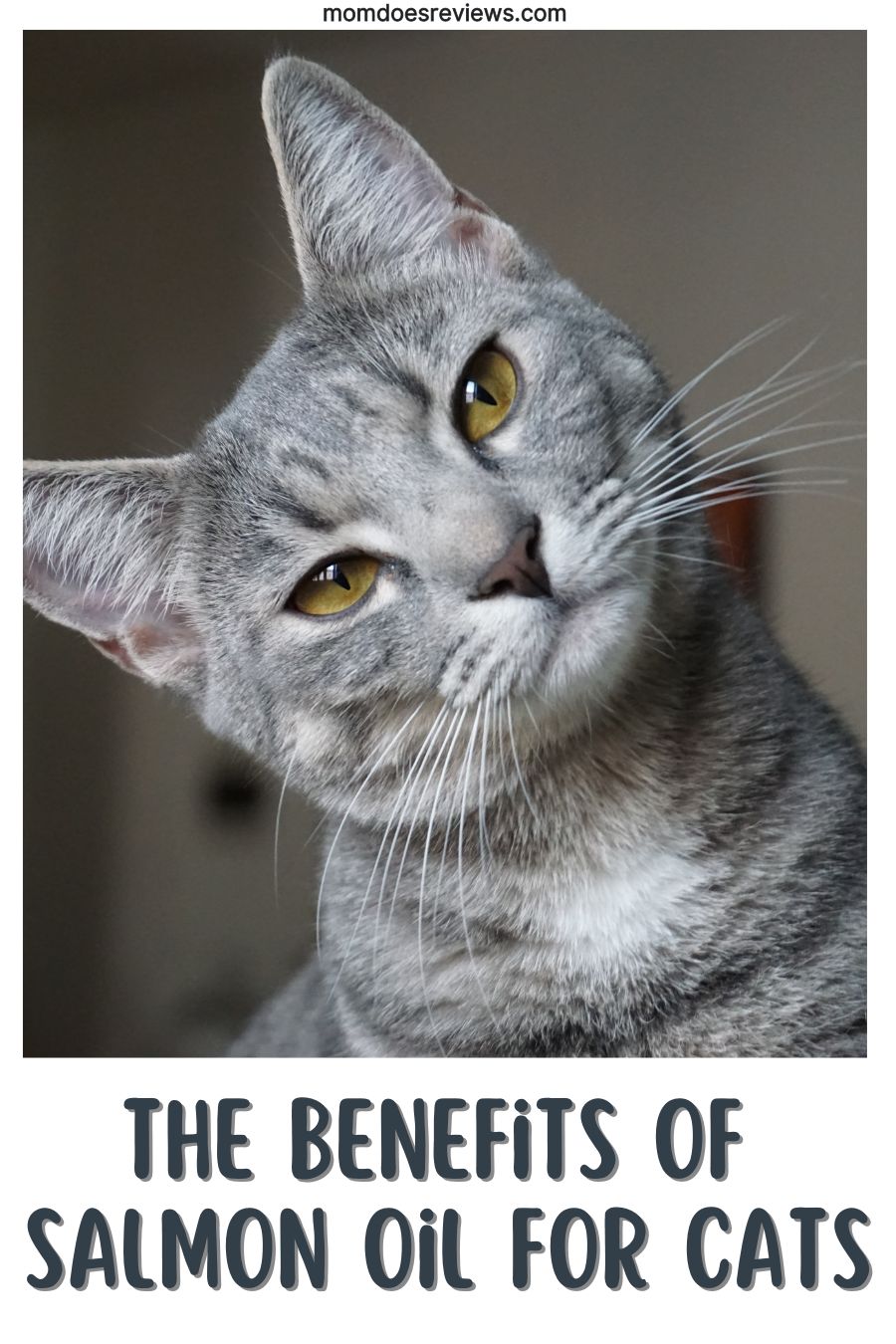 The Benefits of Salmon Oil for Cats: How It Can Improve Their Skin and Coat