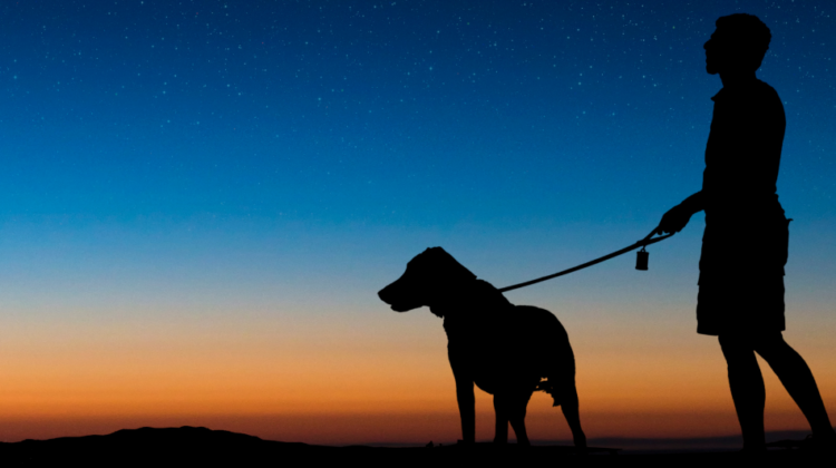 walking dog at night