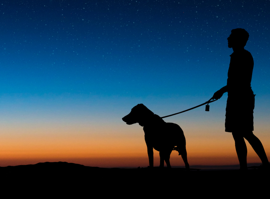 walking dog at night