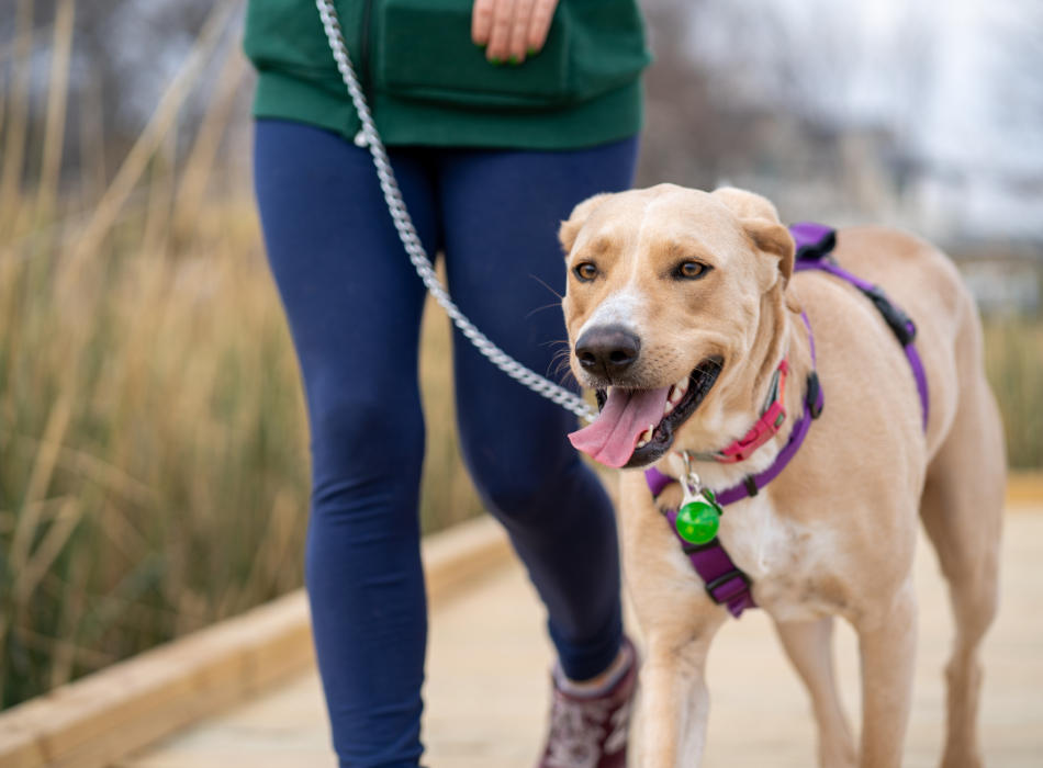 walking lab with dog harness