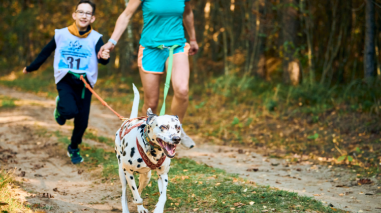 dalmation in harness
