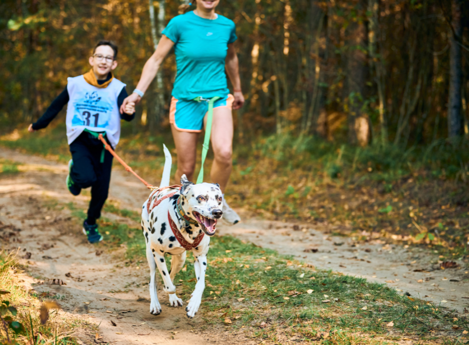 dalmation in harness