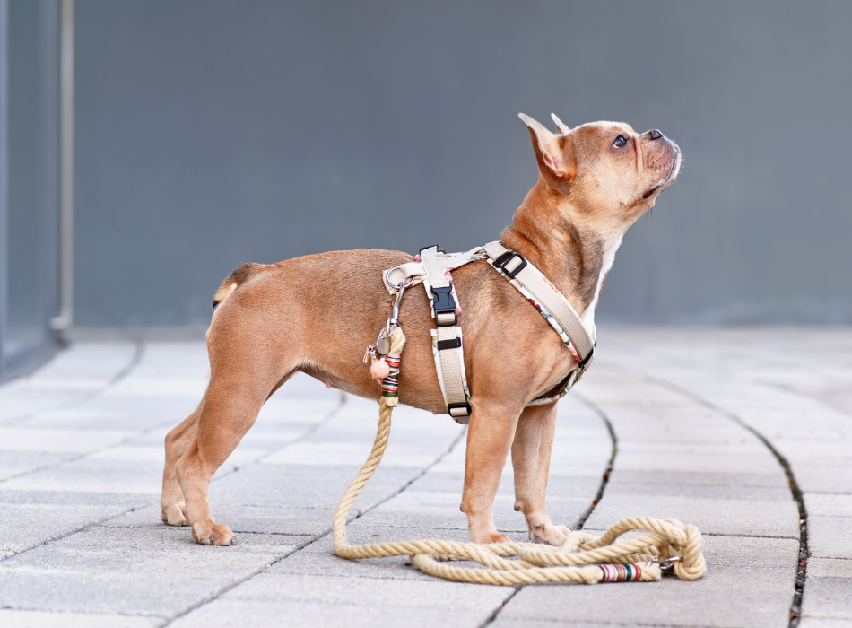 French bulldog in dog harness