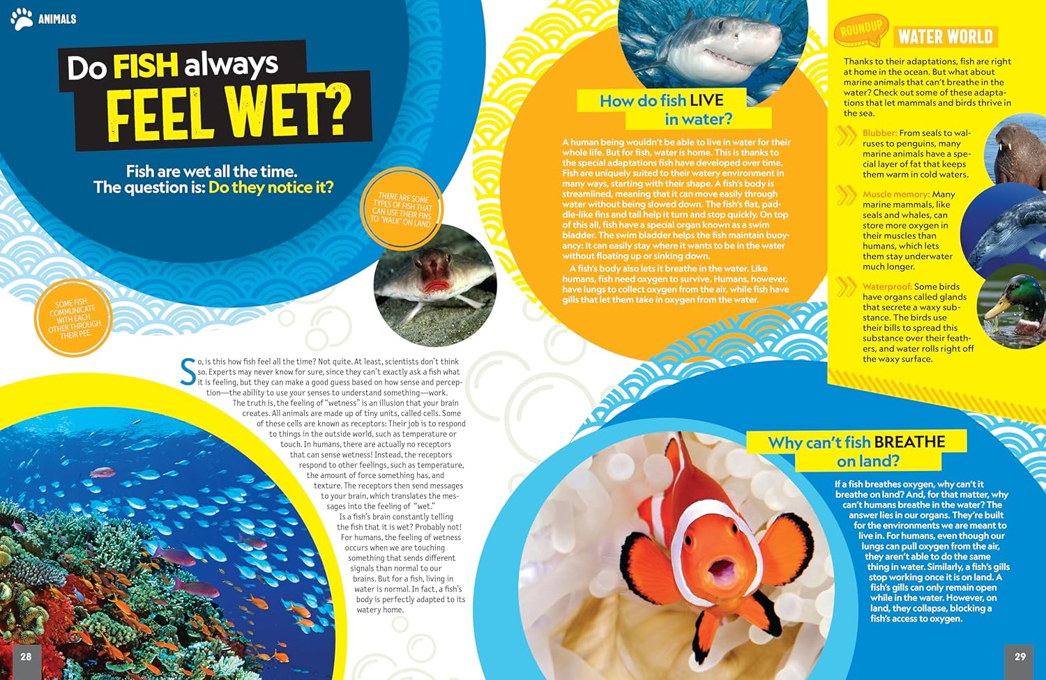 yes, no maybe so National Geographic Kids