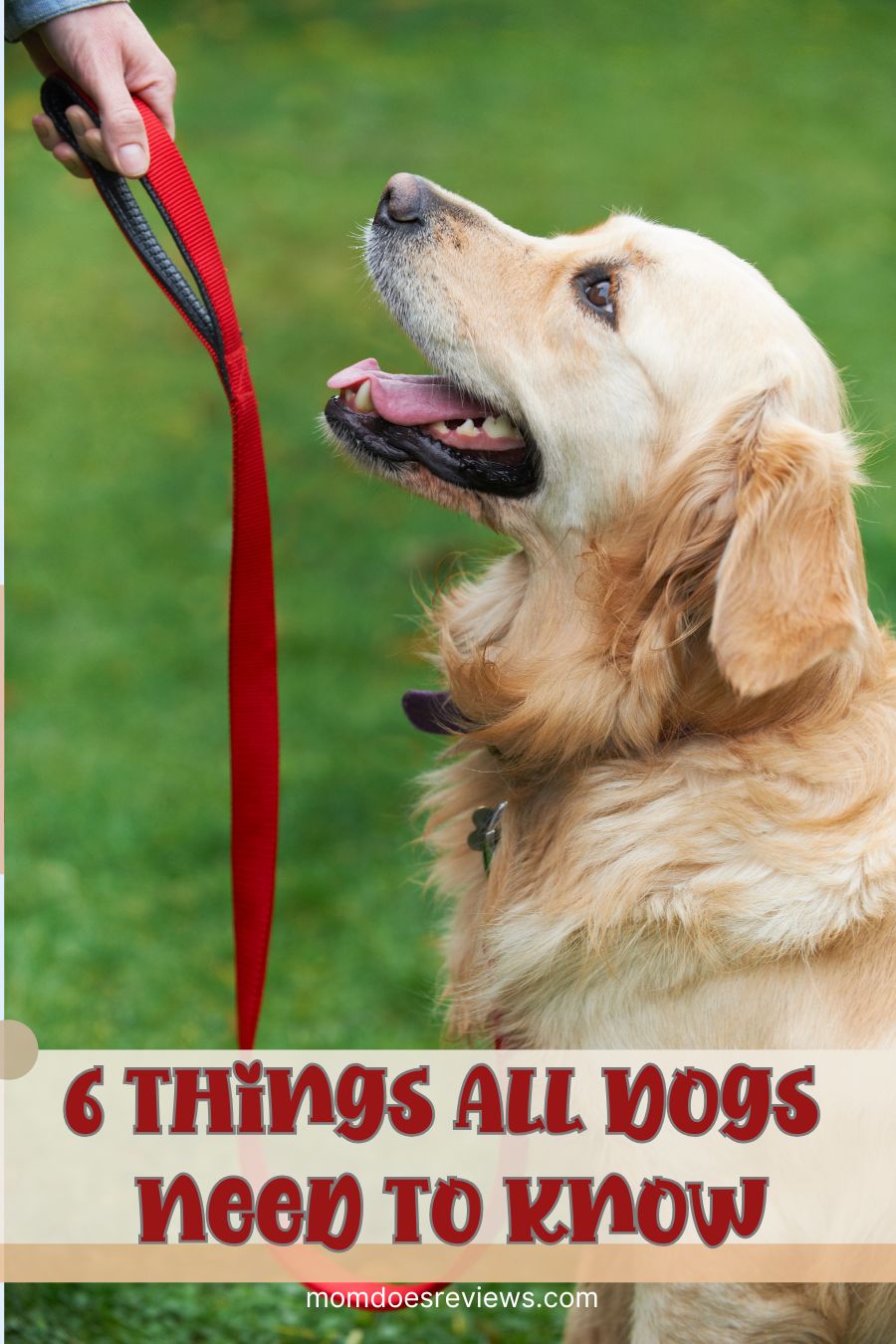 6 Things All Dogs Need To Know
