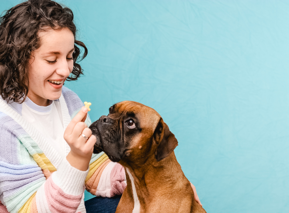 boxer with treat