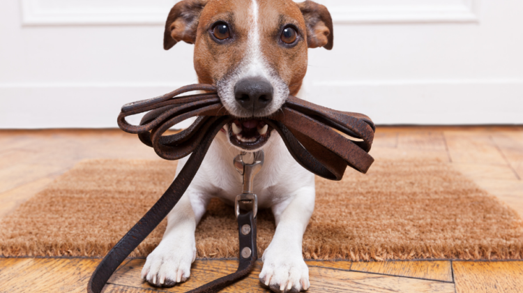 dog with leash in mouth