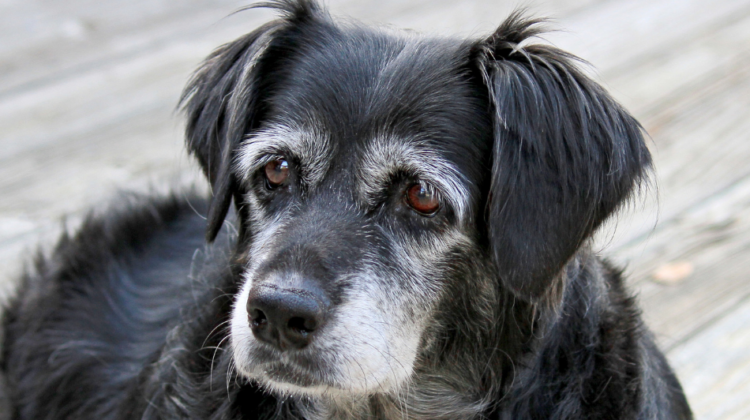 senior dog