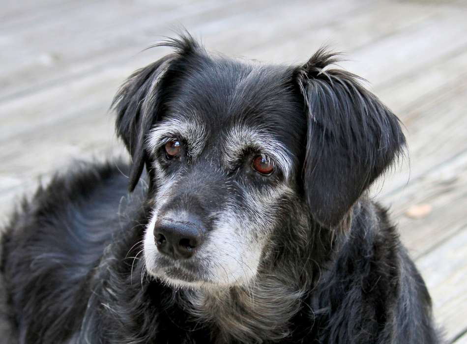 senior dog