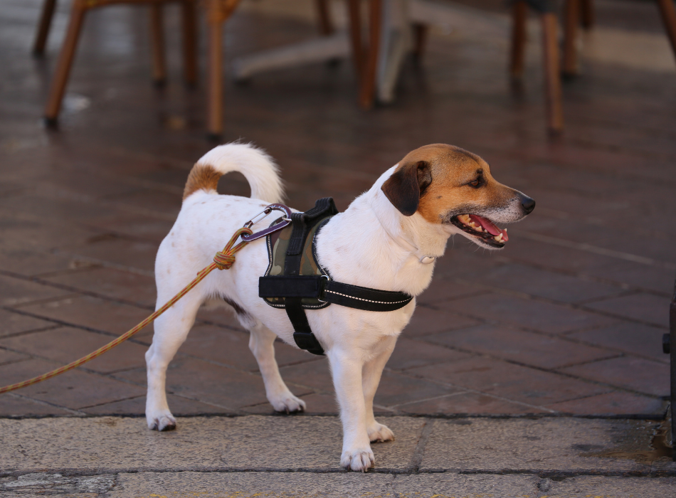 terrier wearing harness