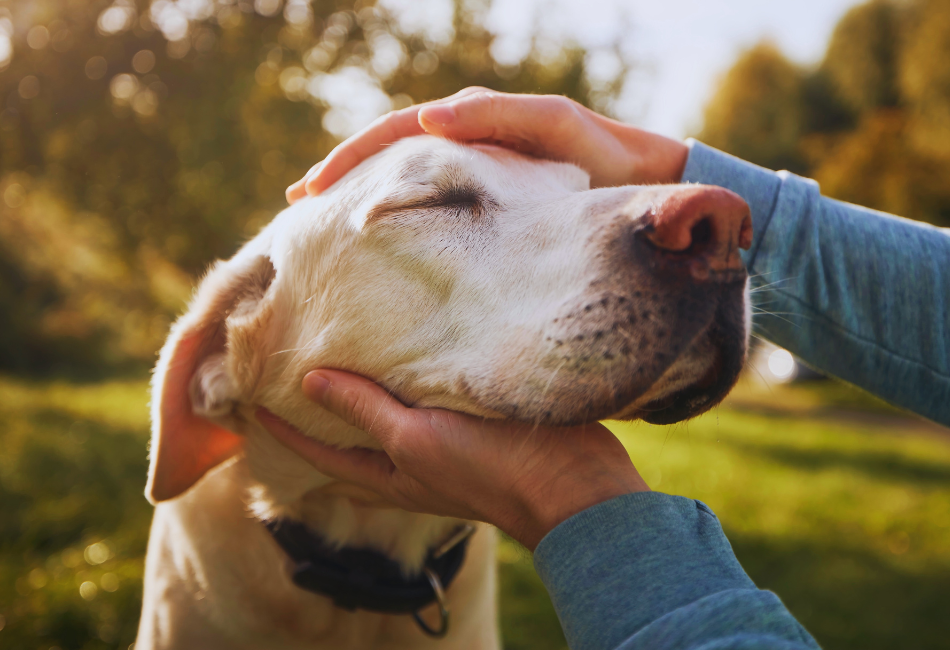 bonding with dog