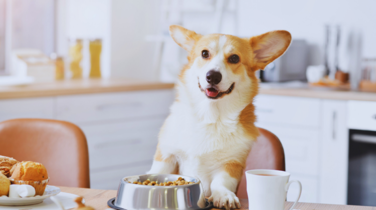 dog eating at table