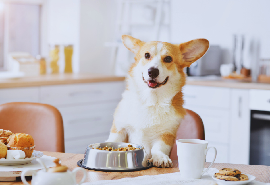 dog eating at table