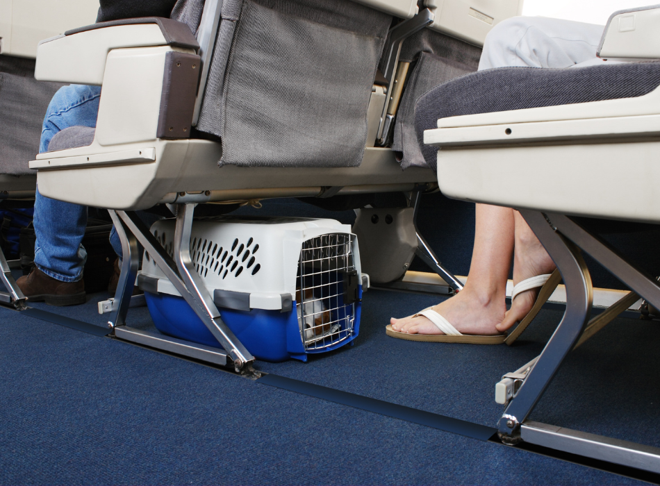 pet in crate under seat