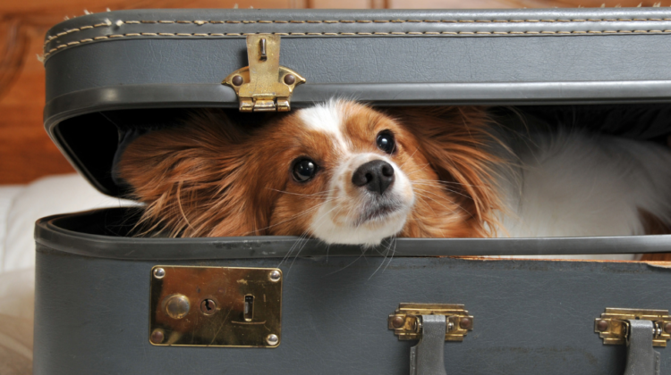 pup in a suitcase
