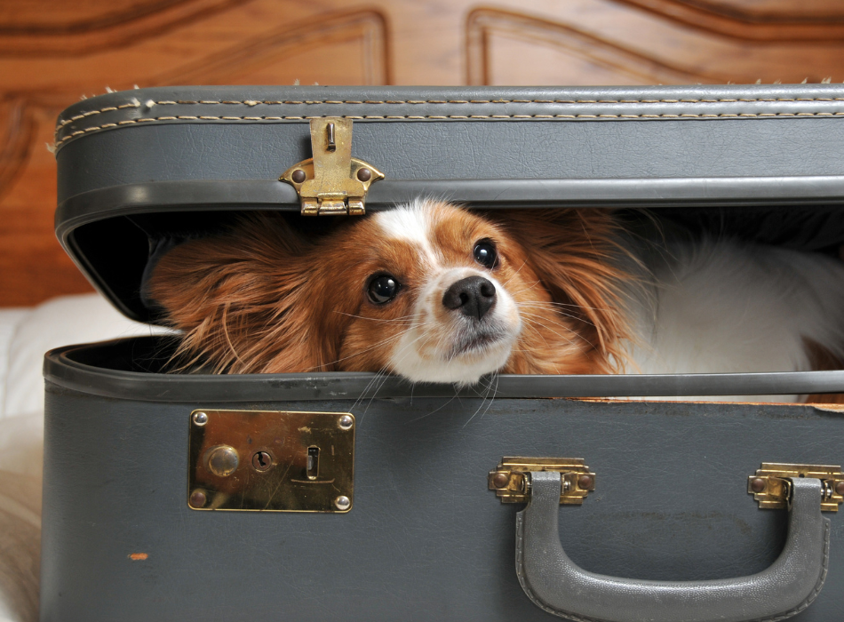 pup in a suitcase