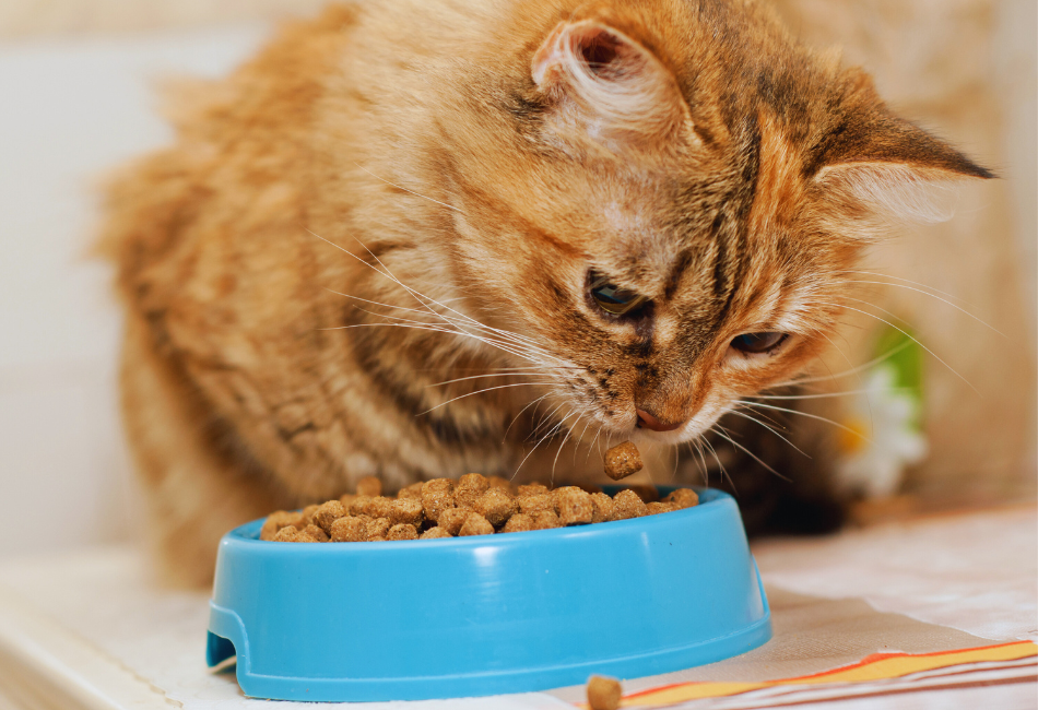 cat eating