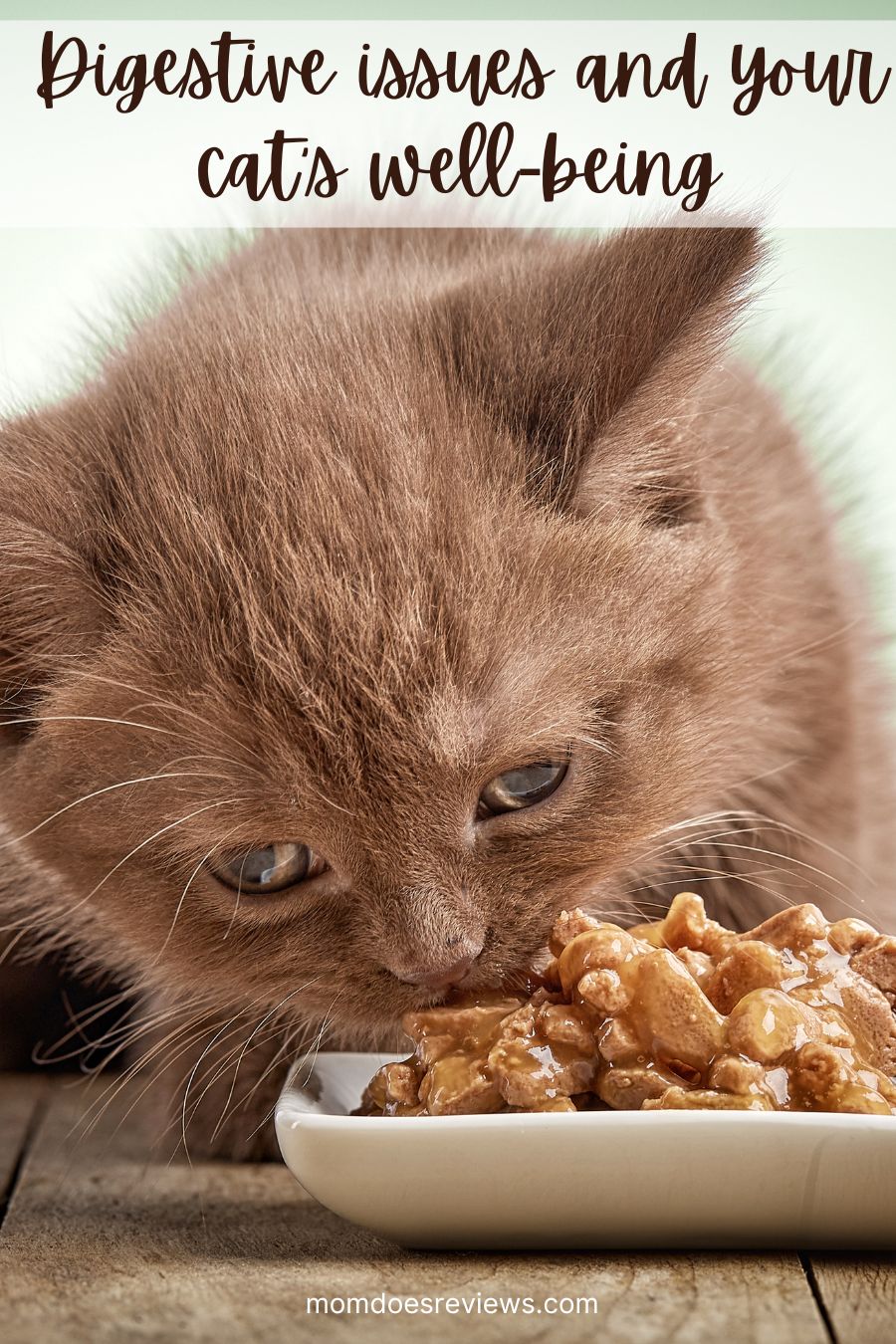 Digestive issues in your cat