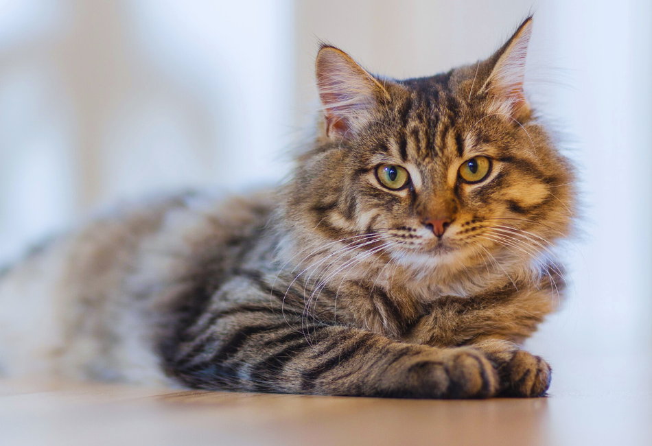 grey striped cat
