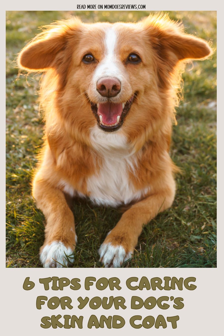 6 Tips for Caring for Your Dog’s Skin and Coat