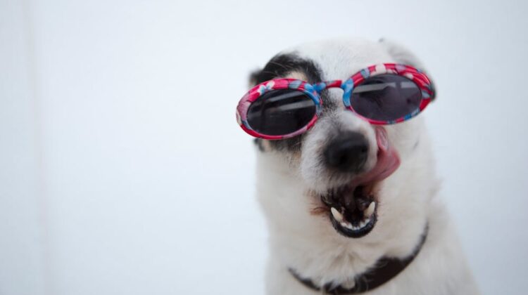 dog with sunglasses