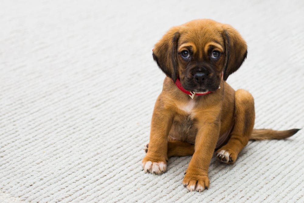 german shepherd puppy